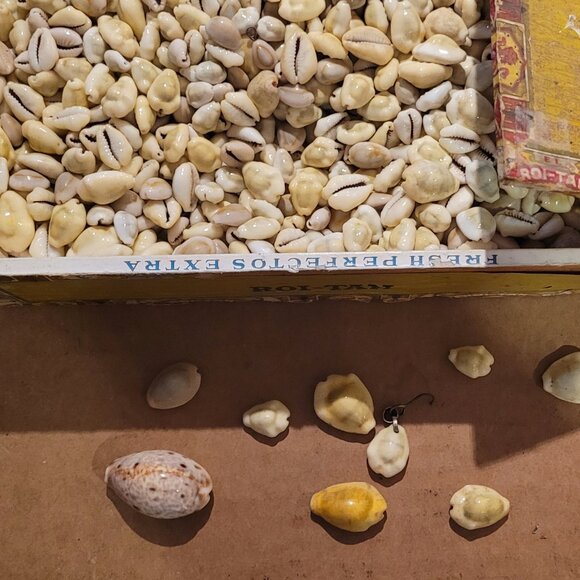 Vintage Cowrie Shells in old Roi Tan Cigar Box Lot 2 3/4 LBS Various Sizes - Picture 3 of 4